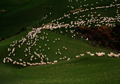 seasonal-movement-of-livestock