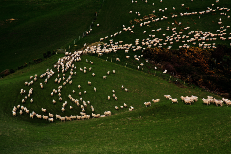 seasonal-movement-of-livestock