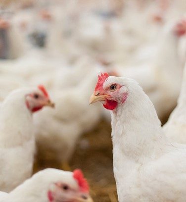 Avian influenza vaccination: why it should not be a barrier to safe trade