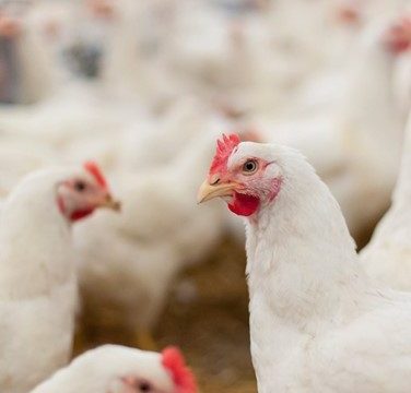 Avian influenza vaccination: why it should not be a barrier to safe trade