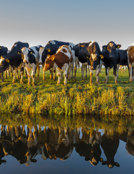 Observatory Thematic Study_ A herd of cattle and their reflection on water