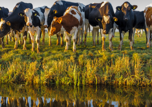 Observatory Thematic Study_ A herd of cattle and their reflection on water