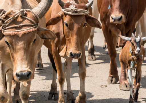 A herd of cattle