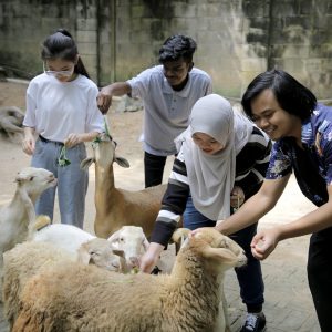 WOAH 100th_group of young people happily feeding sheep