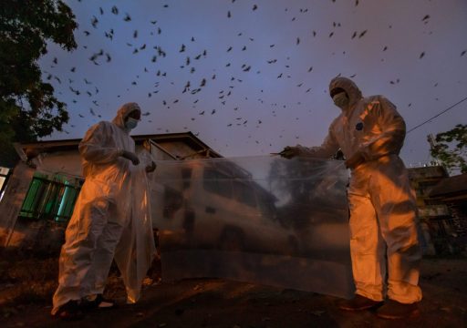 disease survelliance_scientists capturing bats to sample for EBOLA