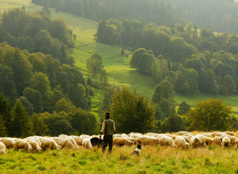 Thematic Study on Zoning_landscape view of a farmer and facing some animals