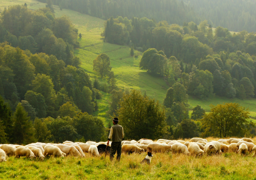 Thematic Study on Zoning_landscape view of a farmer and facing some animals