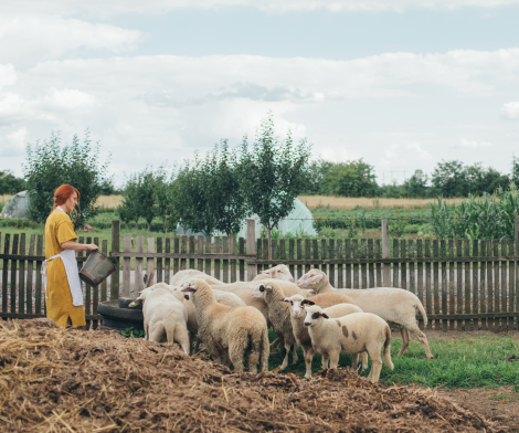 PPR eradication_Red haired white woman farmer feeding goat