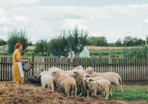 PPR eradication_Red haired white woman farmer feeding goat