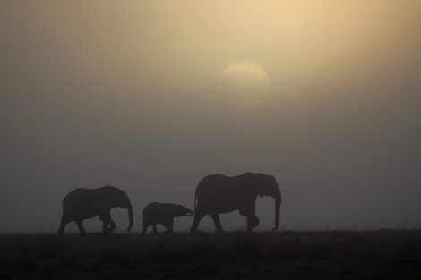 World Wildlife Day 2024_Three elephants walking and a view of the setting sun