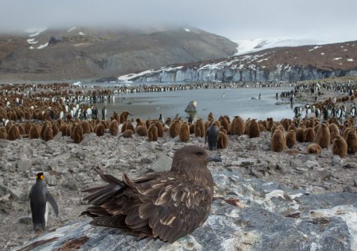 Avian Influenza Antartica_Flock of birds close to the seaside