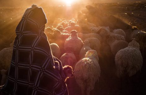 91st General Session_A shepherd and sheep walking towards the sunset