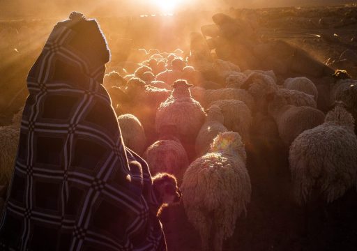 91st General Session_A shepherd and sheep walking towards the sunset