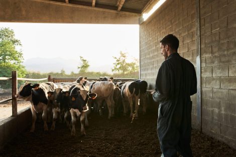 HPAI cattle USA_Farmer with a notebook and observing cattle