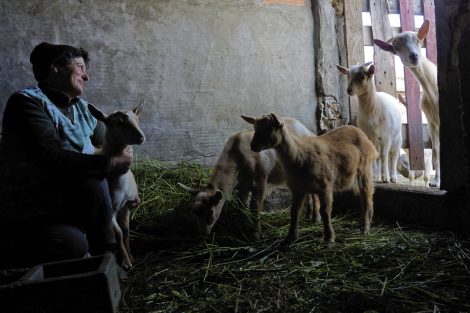 welfare strategy_an elder in a seated position, smiling while hugging a goat in a seated