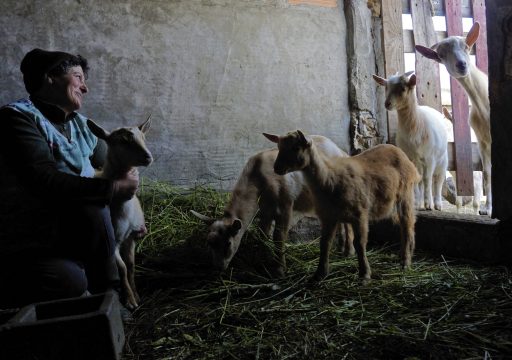 welfare strategy_an elder in a seated position, smiling while hugging a goat in a seated