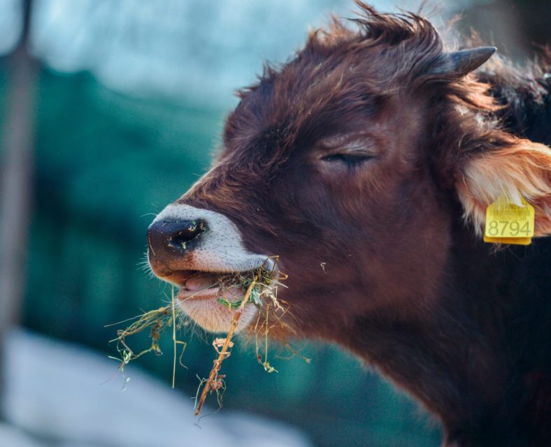 animal health-catlle ruminating on grass