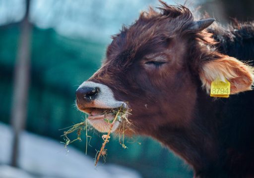 animal health-catlle ruminating on grass