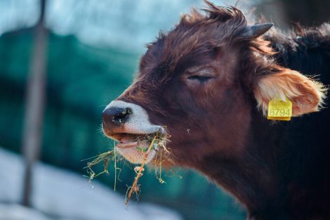 animal health-catlle ruminating on grass