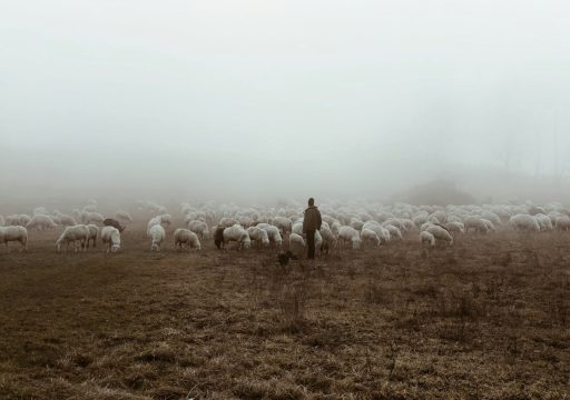 transboundary animal disease control_shepherd moving his sheep in a fog