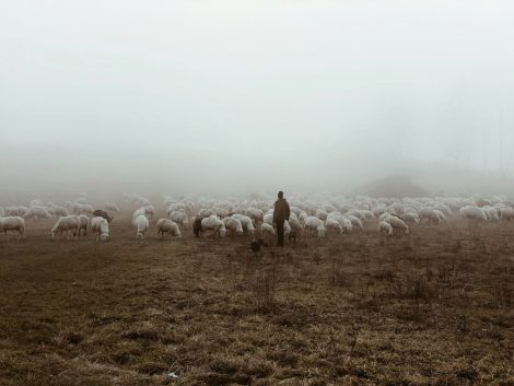 transboundary animal disease control_shepherd moving his sheep in a fog