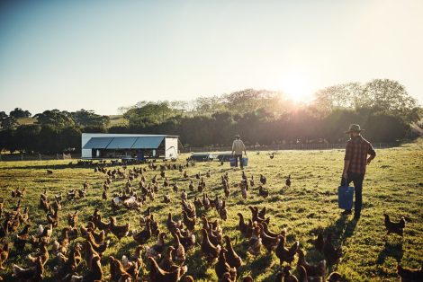 Animal Welfare during slaughter_Shot of a young farmer tending to his flock of chickens in the field