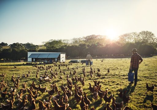 Animal Welfare during slaughter_Shot of a young farmer tending to his flock of chickens in the field