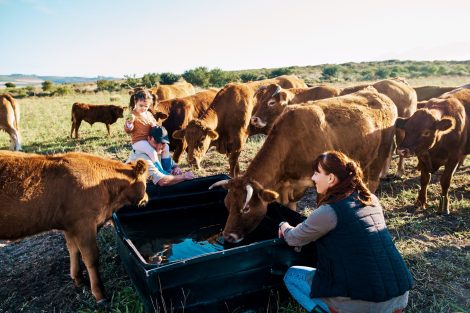 WOAH official status recognition_family bonding with cattle