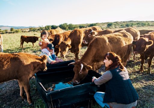 WOAH official status recognition_family bonding with cattle