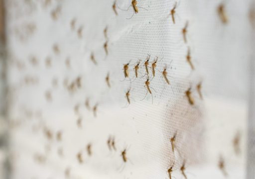 vector-borne diseases surveillance- mosquitoes breeding on a white net