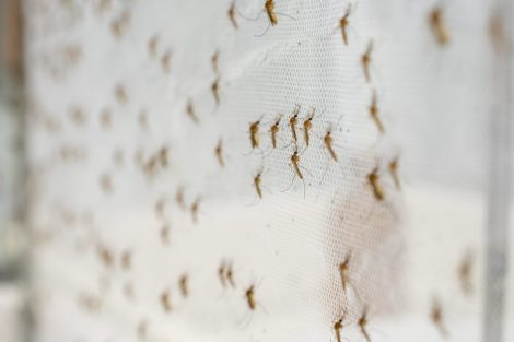 vector-borne diseases surveillance- mosquitoes breeding on a white net