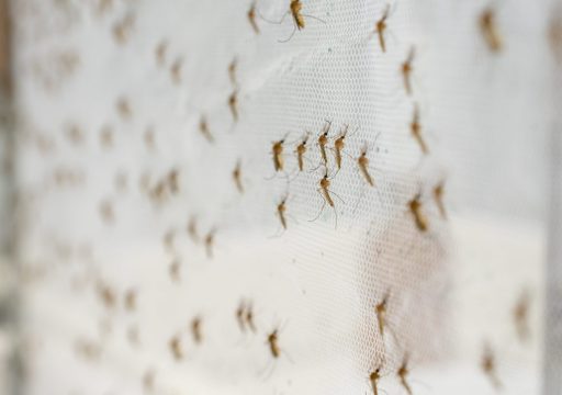 vector-borne diseases surveillance- mosquitoes breeding on a white net