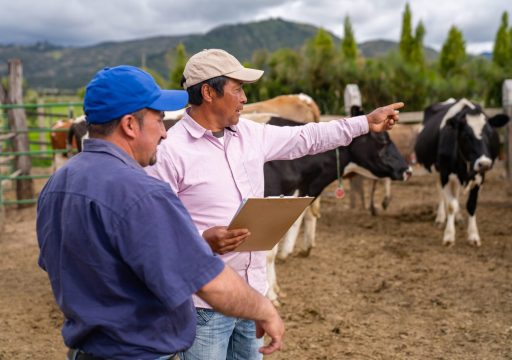 AMR Awareness week 2024_Latin American man pointing at some cows in the corral while working at a cattle farm with his partner livestock concepts