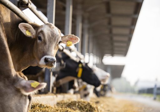 Misinformation in animal health_ a curious cow looking at the camera