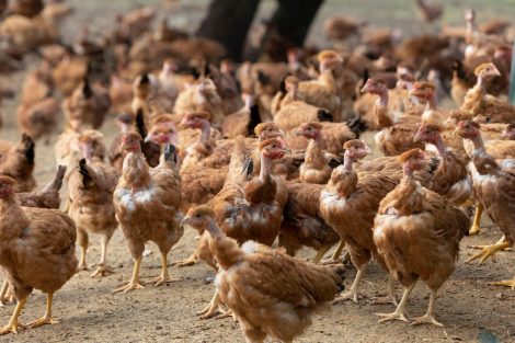 WOAH OFFLU webinar on avian influenza