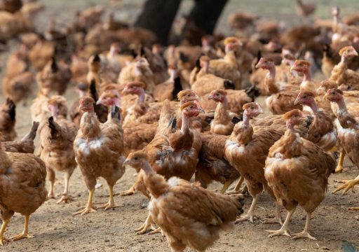 WOAH OFFLU webinar on avian influenza