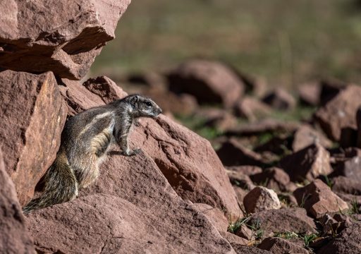 Mpox statement_Squirrel in Morocco