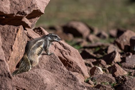 Mpox statement_Squirrel in Morocco