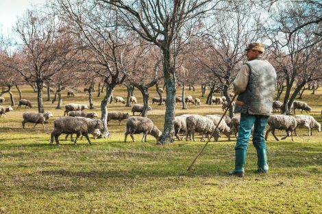 PPR detection in Greece and Romania_a shepherd observing his sheep in a green field