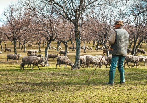 PPR detection in Greece and Romania_a shepherd observing his sheep in a green field