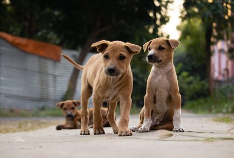 World Rabies Day 2024_Three stray puppies shyly looking away from the camera