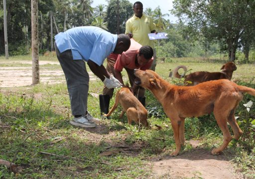 Guinea's fight against Rabies_Three African veterinary professional vaccinating dogs