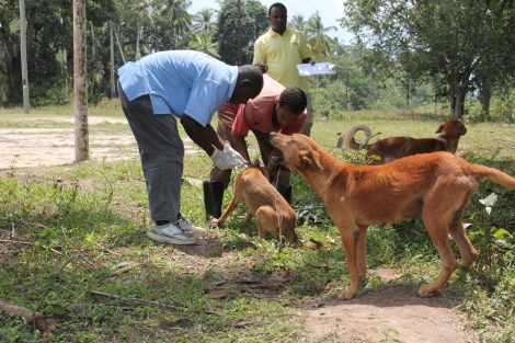 Guinea's fight against Rabies_first vaccination campaign_Three African veterinary professional vaccinating dogs