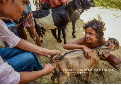 Community Animal Health Workers guidelines WOAH