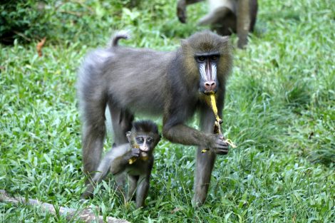 ZOOSURSY disease_Two monkeys facing the camera while chewing on a banana peel