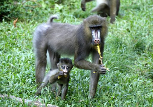 ZOOSURSY disease_Two monkeys facing the camera while chewing on a banana peel