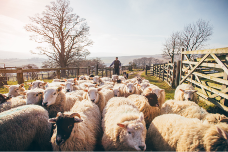 bluetongue spread Europe 2024_a farmer leading sheep