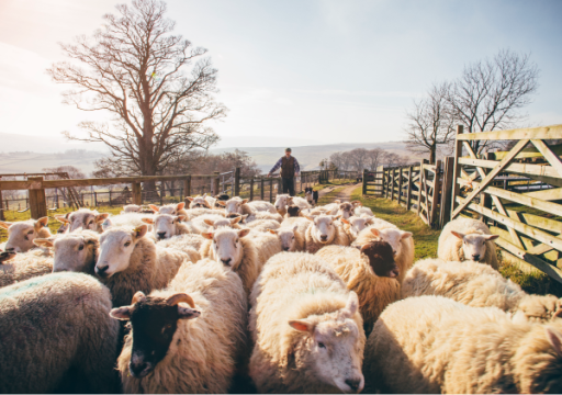 bluetongue spread Europe 2024_a farmer leading sheep