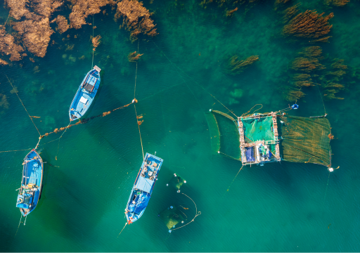 advancing aquaculture research_aerial view of aquaculture WOAH