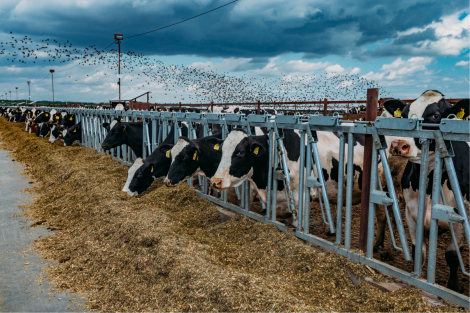 HPAI in Cattle_aerial view of birds in the sky and cattle on land